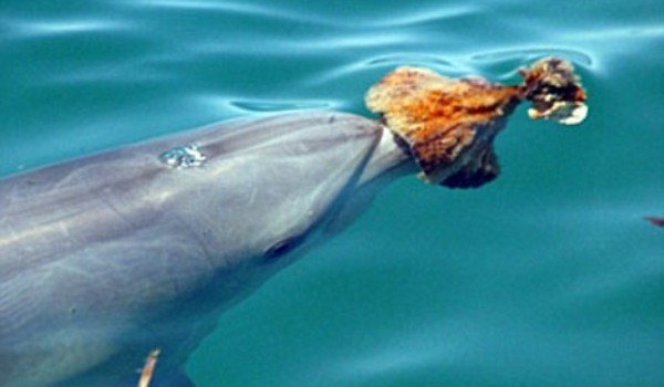 55 - poze cu delfini