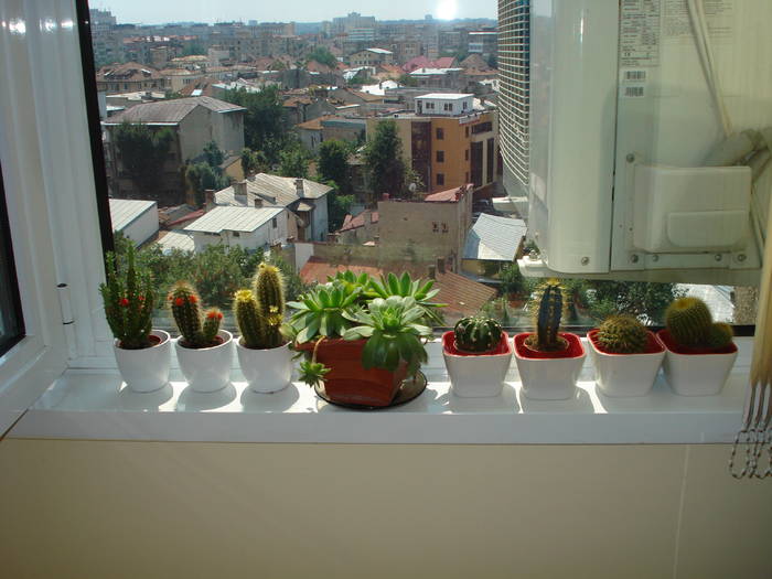 MINI COLECTIA...