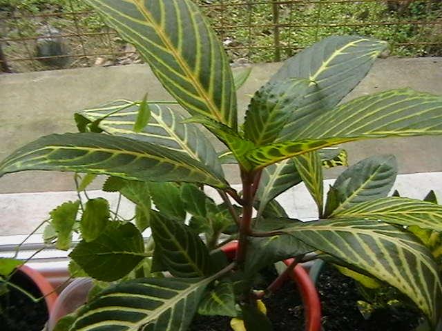 aphelandra