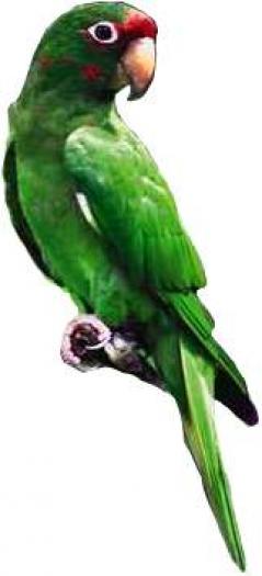 Parrot - PAPAGALI