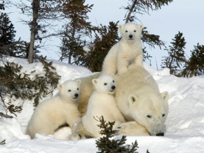 ursi polari