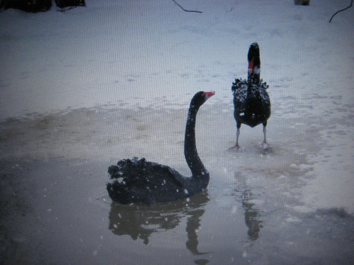 LEBEDE NEGRE IARNA