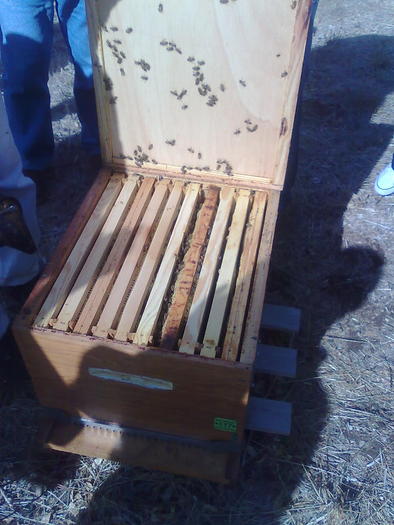 albina superdocila - ApiMondia