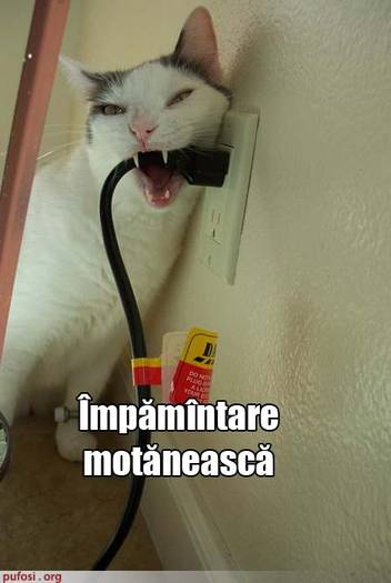 poze-amuzante-pisica-face-impamantare