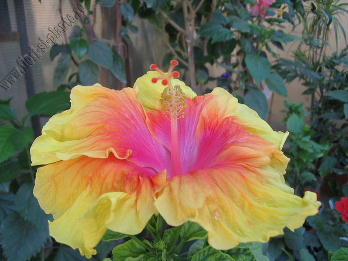 Hibiscus Summer Sun 5