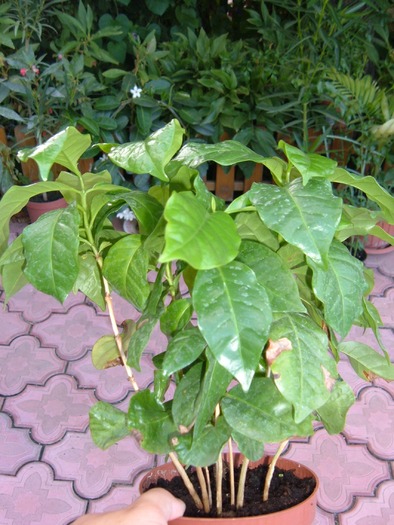 arbore de cafea - decorative prin frunze