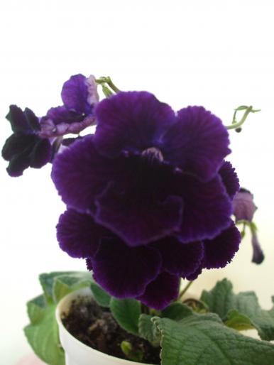 DSCF2721