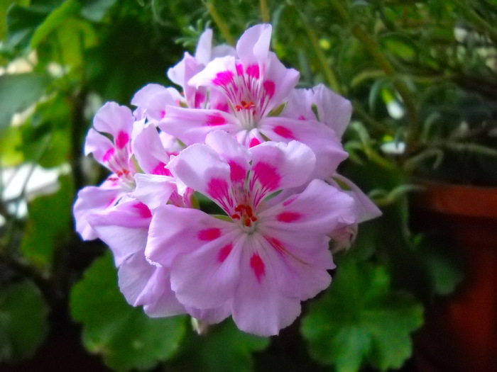  - Pelargonium