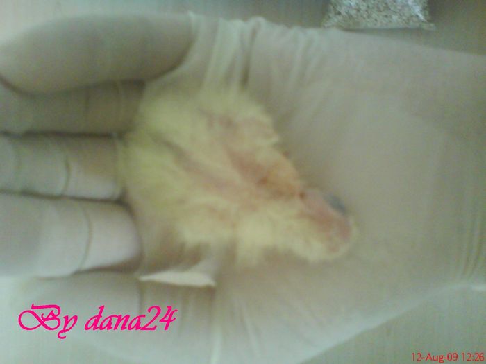 praslea la 5 zile vedrere de sus