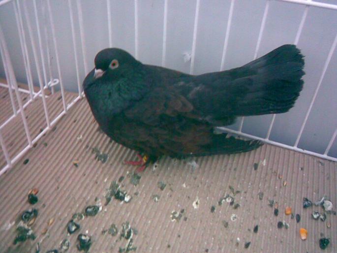 orb kite - 1502 partea 3