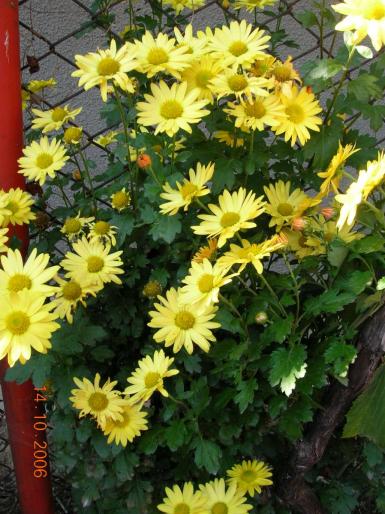 crizanteme galbene - Toamna