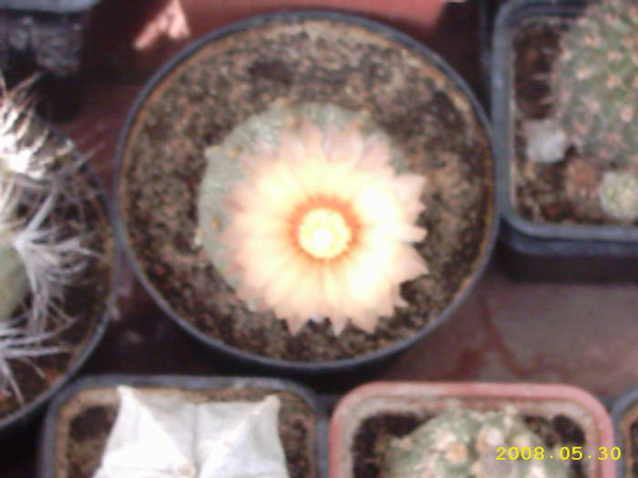 22-Astrophitum asterias - cactusi