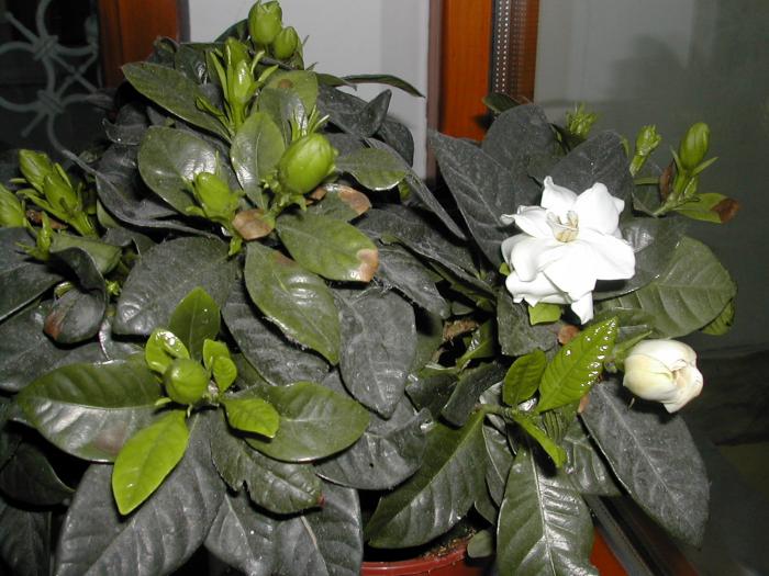 harnicuta - gardenia