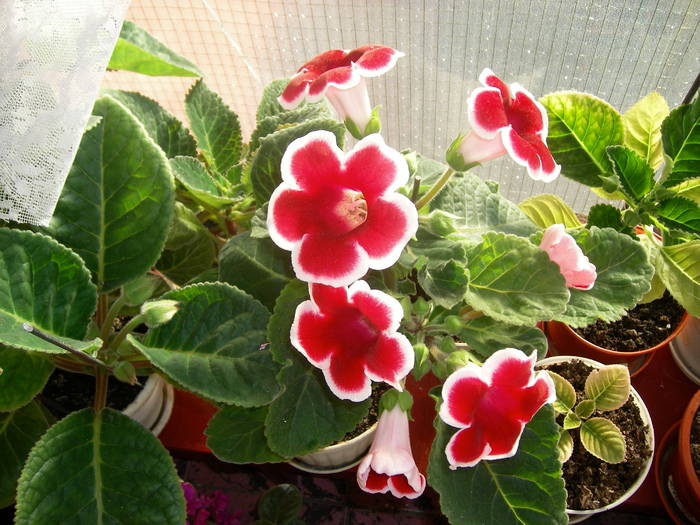 Gloxinia rosu paspolat