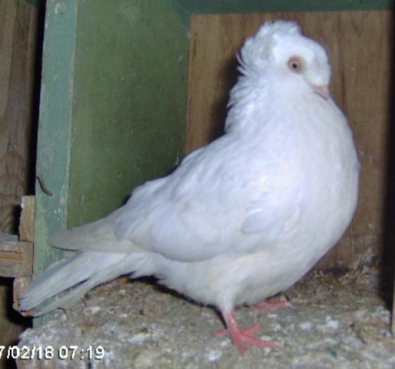 white recessive(Jucator dublu-motat de ardeal) - Culorile Porumbeilor NET