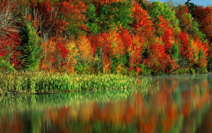 River_and_wood