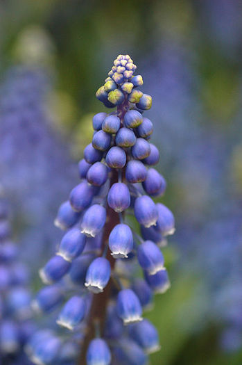 398px-Armenian_Grape_Hyacinth_Muscari_armeniacum_Closeup_2000px