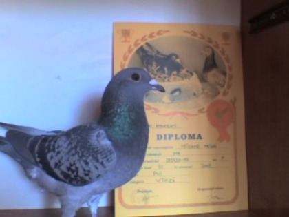 FEMELA  CU NORMA LA UCPR FOND  2011. SI MARE FOND. - Poumbeii 2009 cu diplome