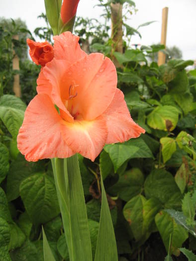 Gladiole - Flori de gradina