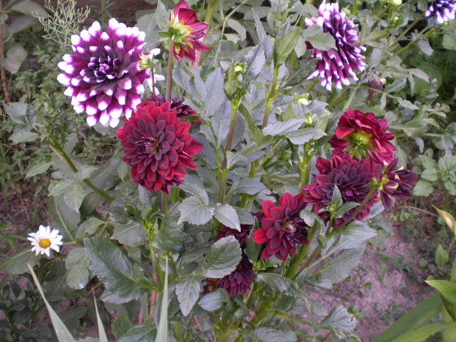 P7092160 - flori de gradina 2009