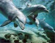 MGHKPPORYLURPMJFMDS - Delfini