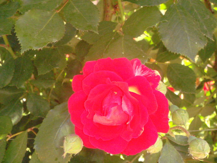DSC01297 - trandafiri Romaniei