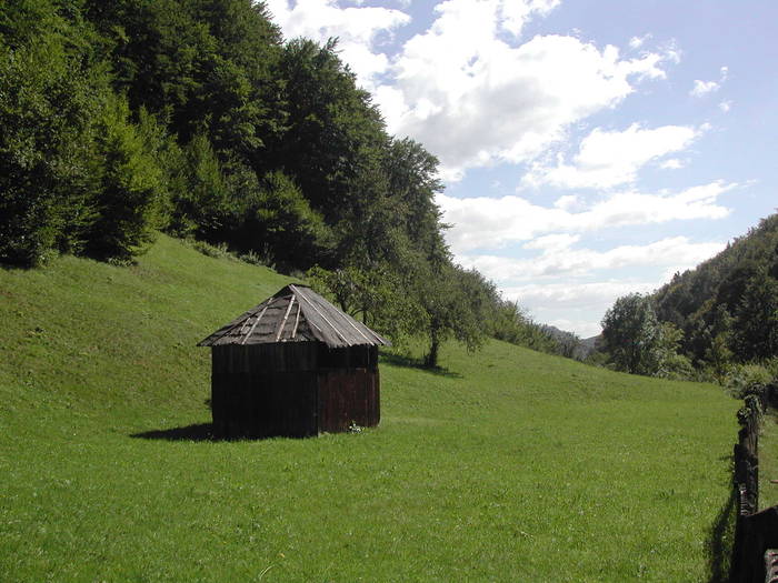 Picture 236 - Firiza