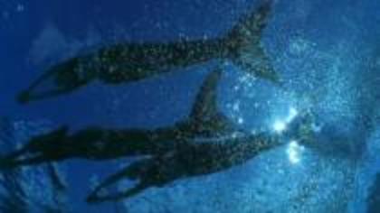 BXCLWKVGBGLKEGYPEIE - H2O