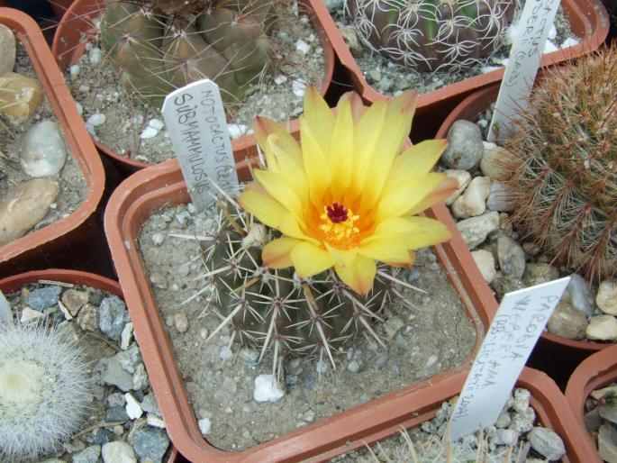 Notocactus submamulosus - floare