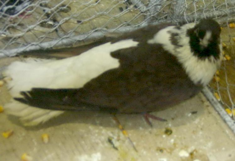 cafeniu3 - 1501 Expo Timisoara 2006