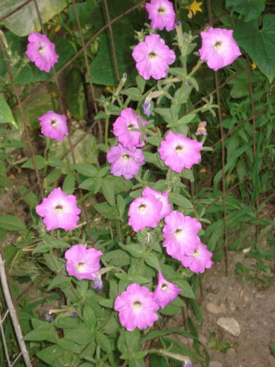 DSC09637 - florile bunicii