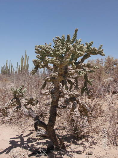 HPIM1971mic - cactusii giganti
