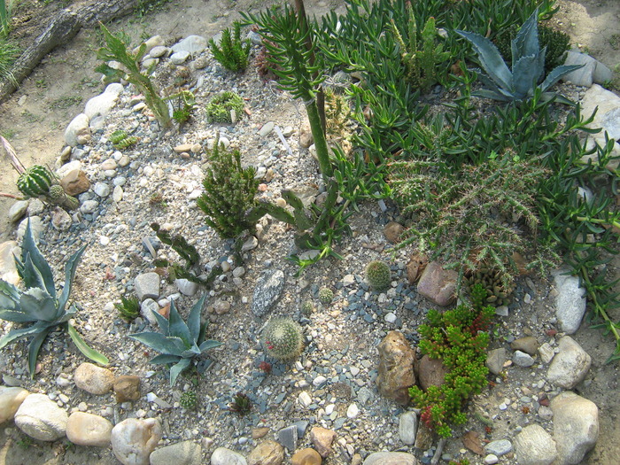 IMG_1128 - Cactusi la mosie14 sept 2009
