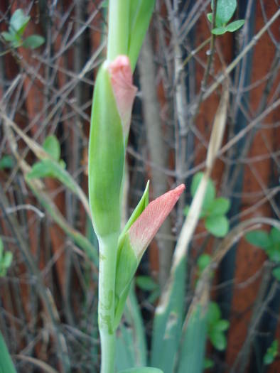 Pink Gladiolus (2009, August 11)