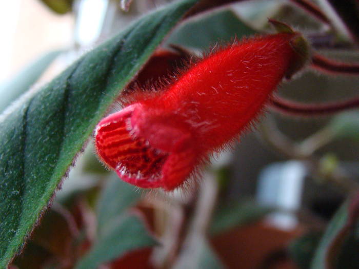 DSC07474 - Kohleria Eriantha 2009