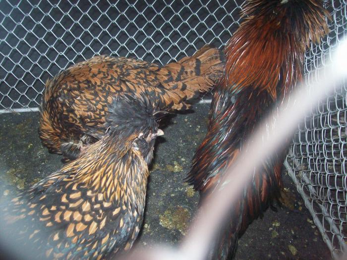 EXPO 2009 .01.09  CLUJ-NAPOCA 171