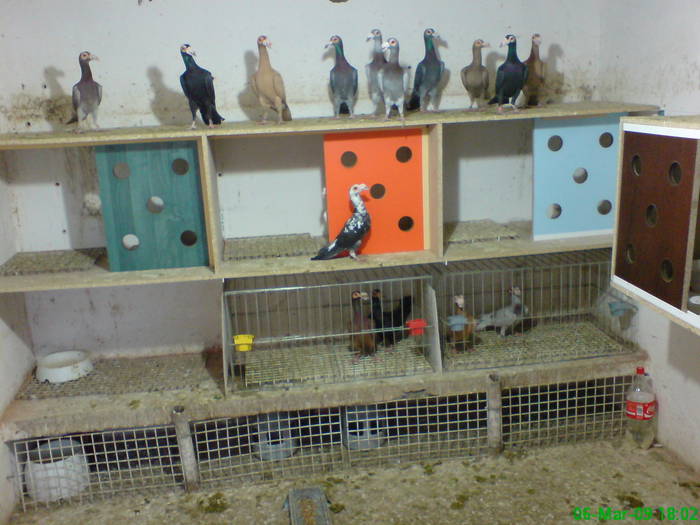 1 - porumbei carieri - 2009