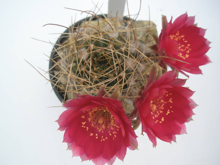 Lobivia de la Gino - 12.06