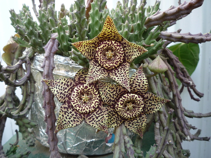 P1010579 - dragele mele flori 2009