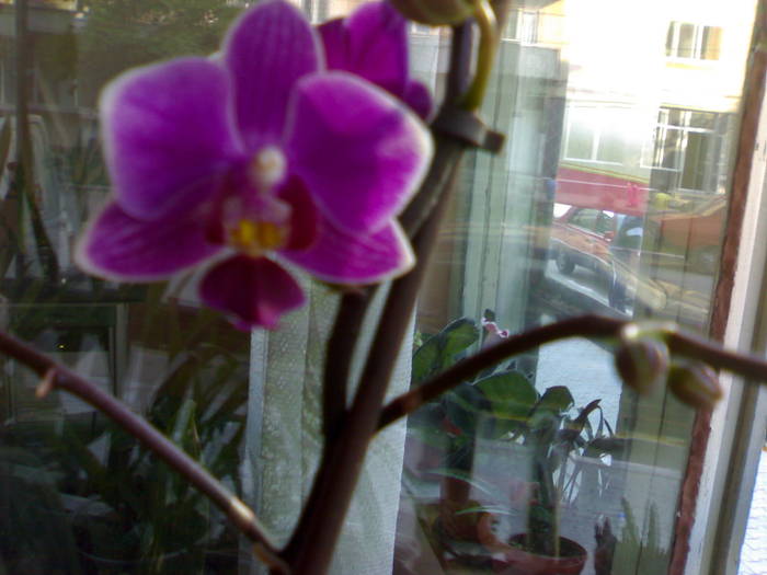 Primele bijuterii - Phalaenopsis NoID mov-alb 2009