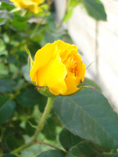 Rose Friesia (2009, May 14) - Rose Friesia