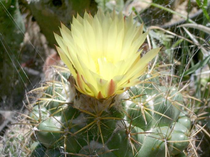 Coryphantha scolymoides