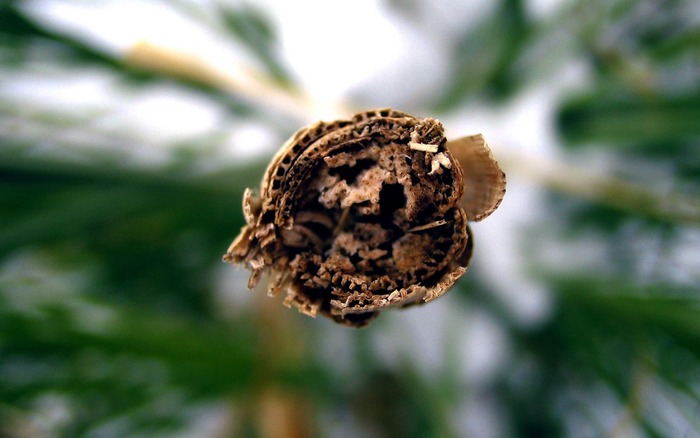 297_brokenstalk_1440x900 - Wallpaper Amestecate