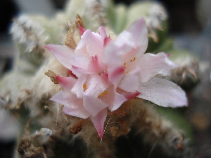 Aztekium ritterii