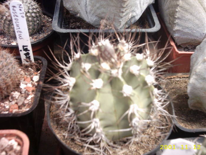 79-Astrophytum senile - cactusi