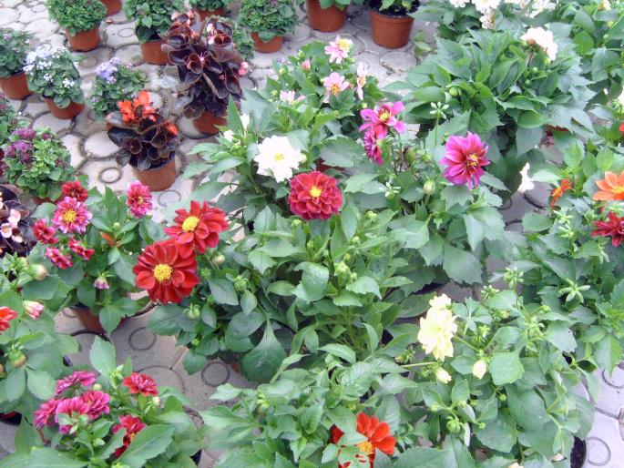 DSC00025 - Expozitie flori Timisoara  luna Mai 2008