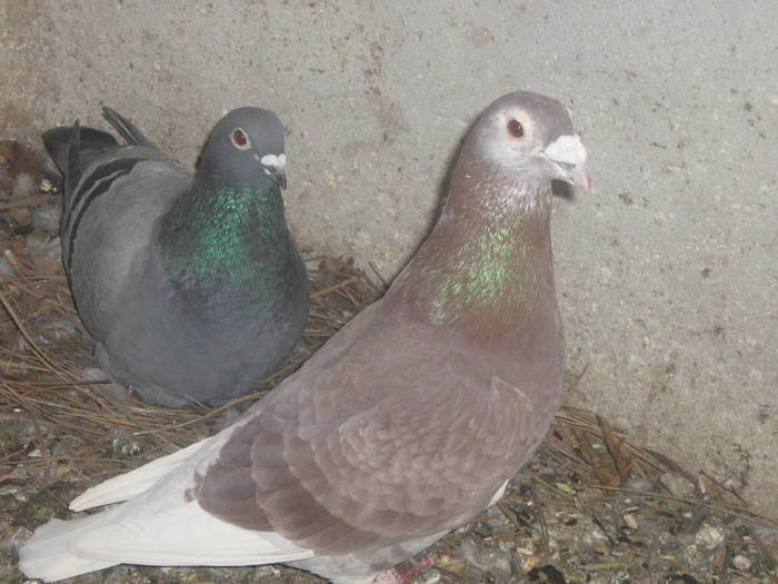 crescatorie 017 - PORUMBEI 2006