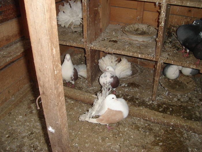 118 - D Porumbei Voltati Vechi