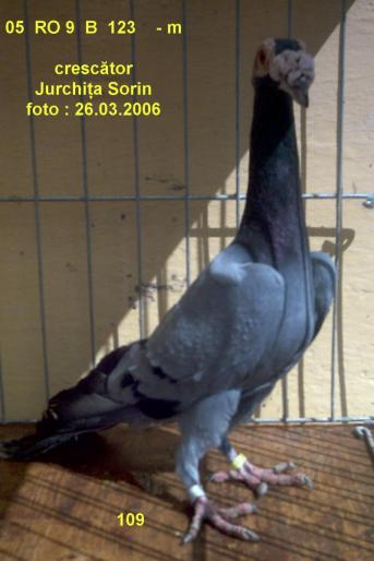 02 - porumbei carieri - 2006