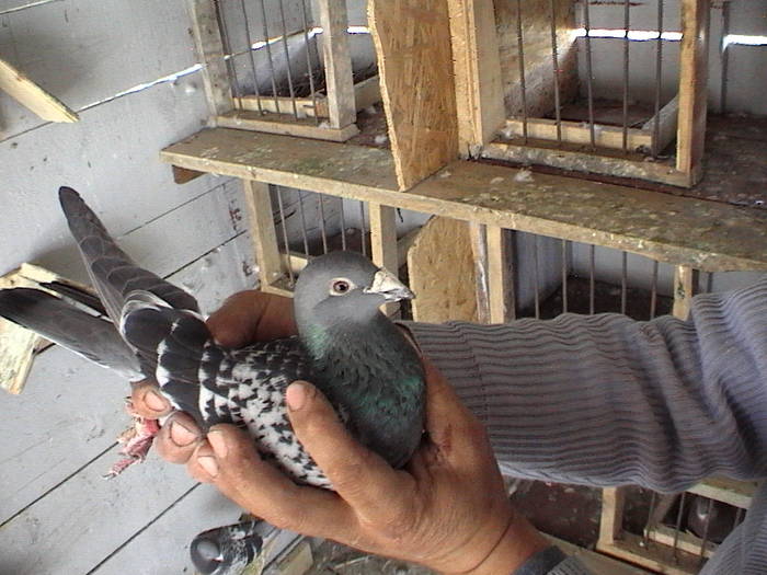 DVC00097 - porumbeii mei